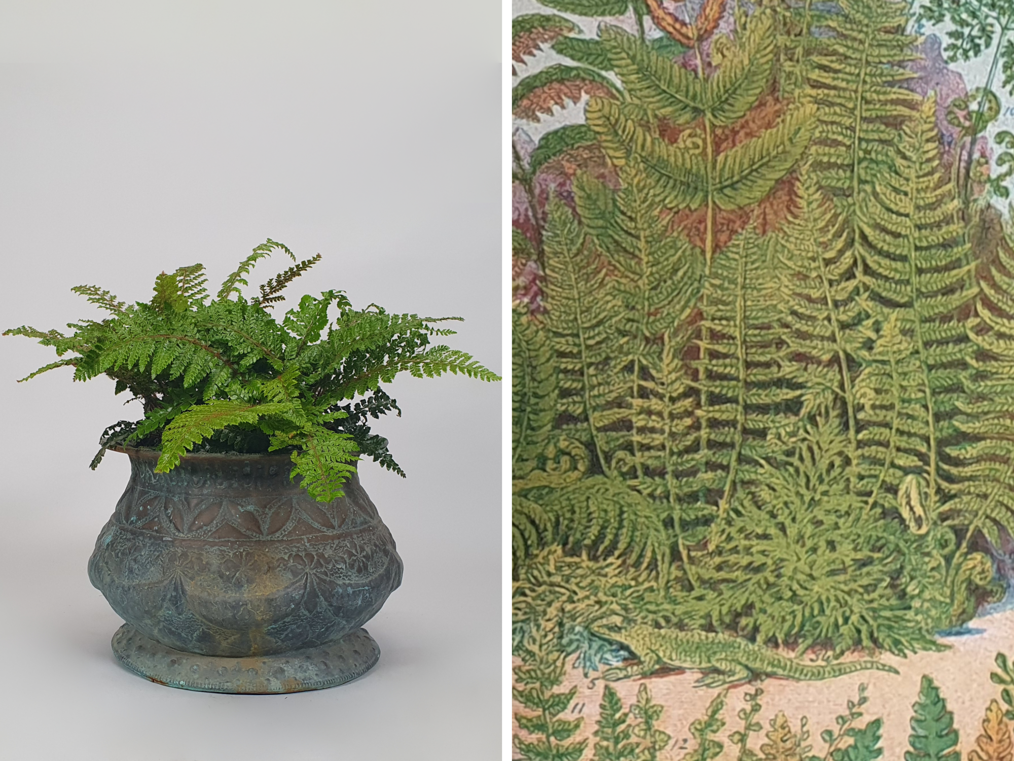 Fern Frenzy – A Botanical Curiosity