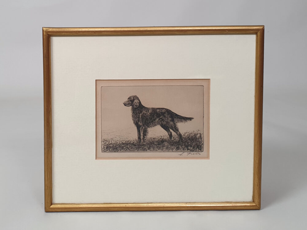 19th century decorative antique Ink Drawing of an Irish Setter 