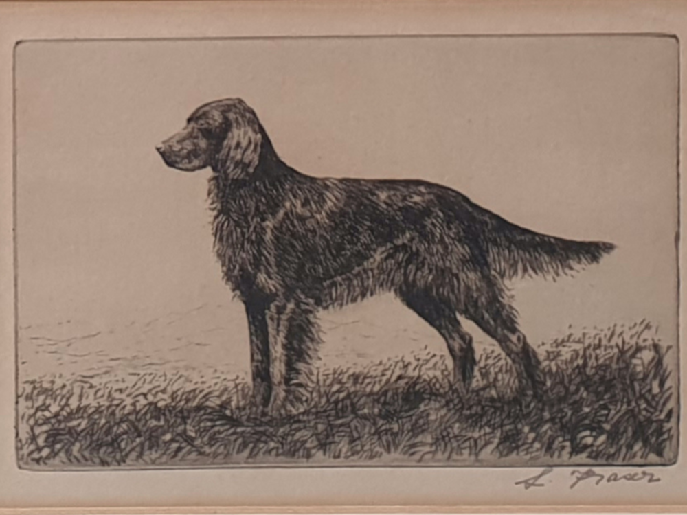 19th century decorative antique Ink Drawing of an Irish Setter