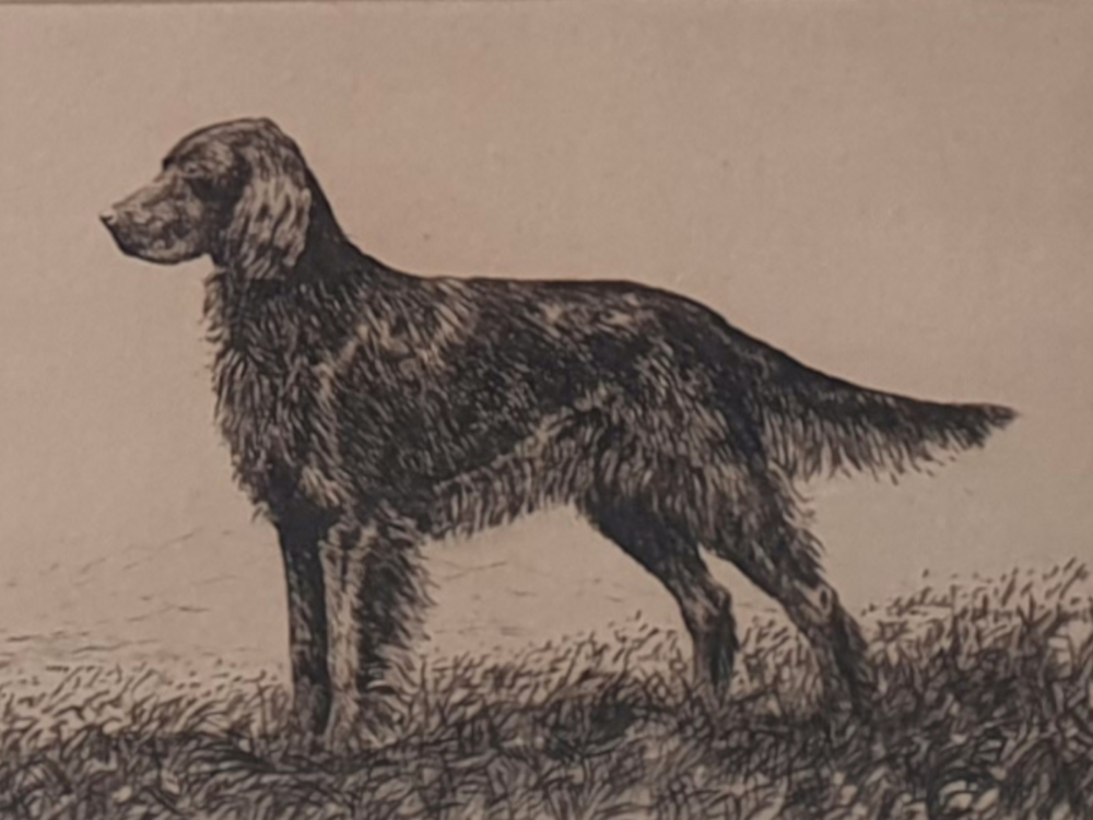 19th century decorative antique Ink Drawing of an Irish Setter