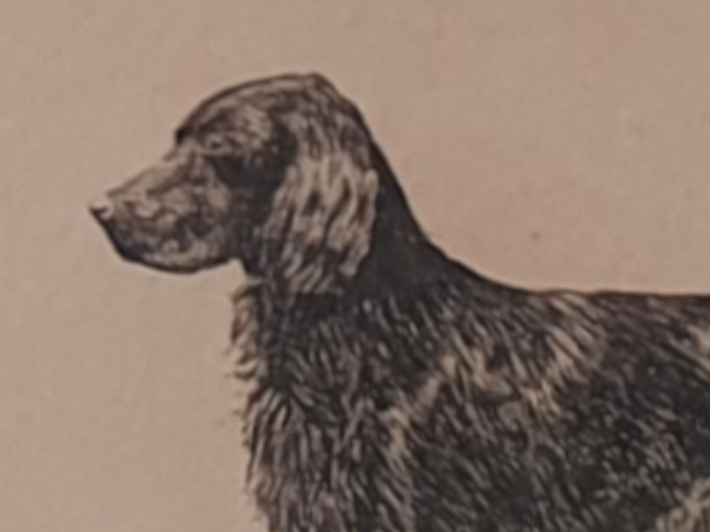 19th century decorative antique Ink Drawing of an Irish Setter