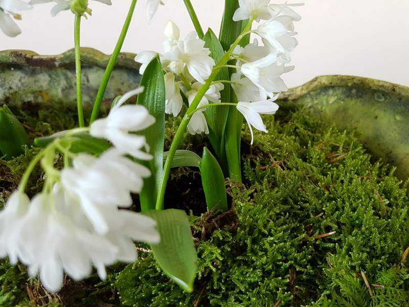 Jardiniere