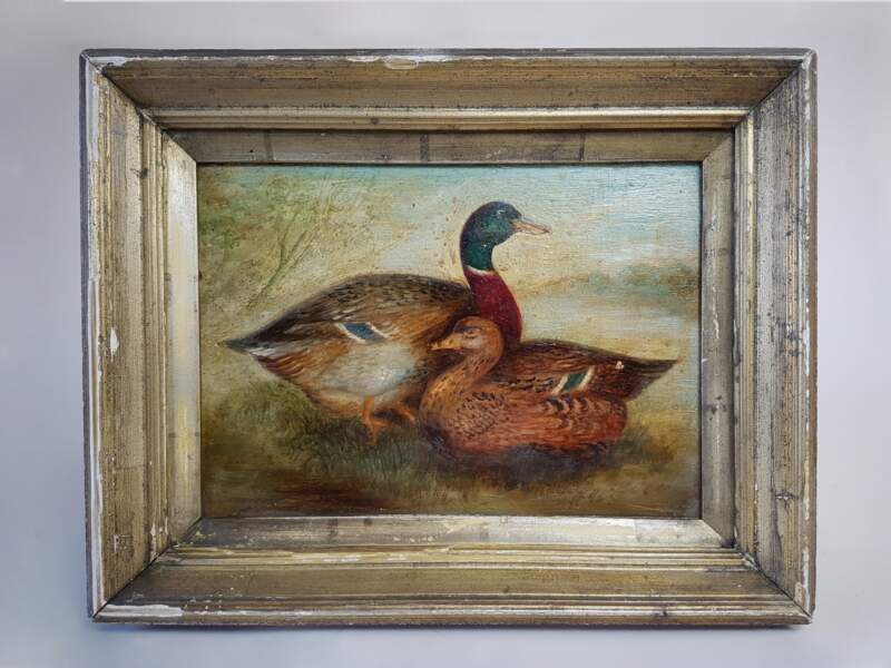 Pair of Mallards