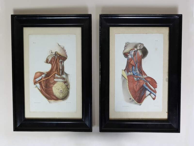 Anatomical Prints 