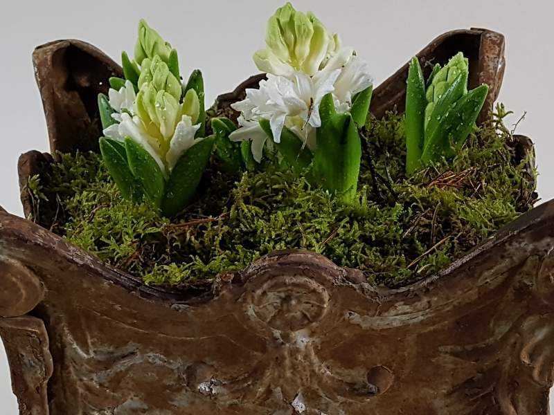 Cast Iron Jardiniere
