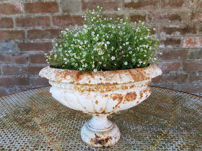Petite Jardiniere