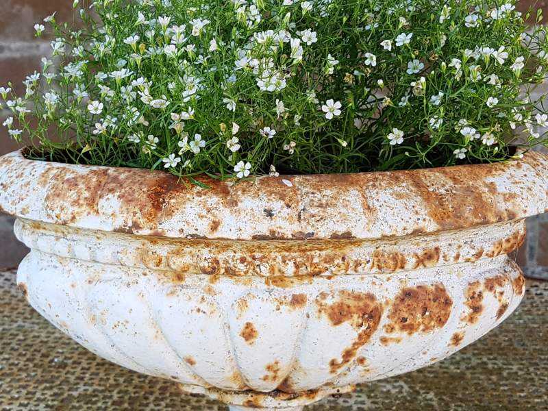 Petite Jardiniere