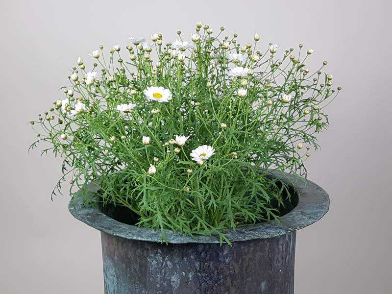 Garden Planter