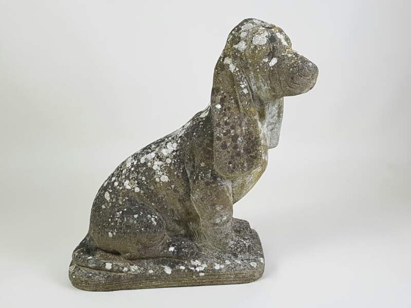 Bassett Hound