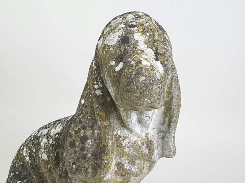 Bassett Hound