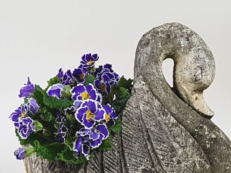 Swan Planter