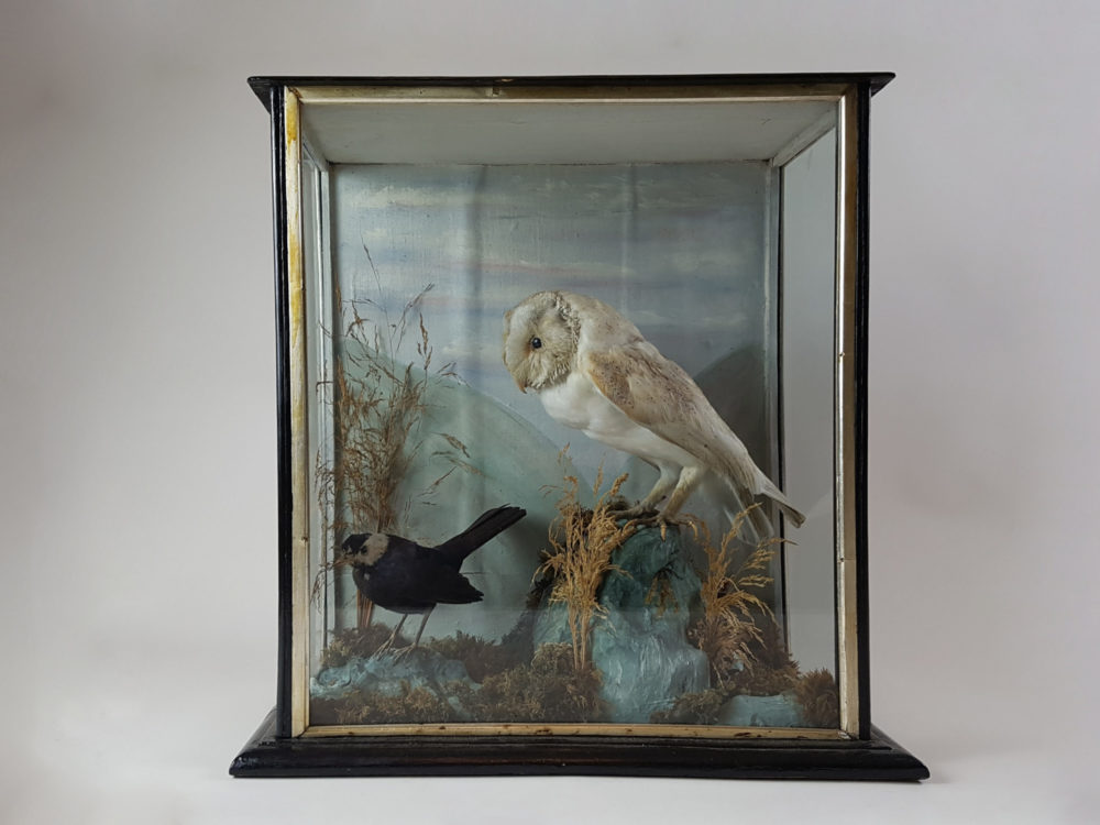 Antique Victorian taxidermy Owl and black Bird in a glass case