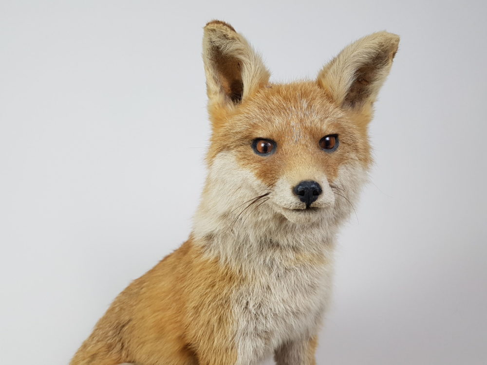 Antique taxidermy female Fox