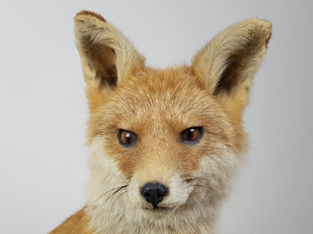 Antique taxidermy female Fox