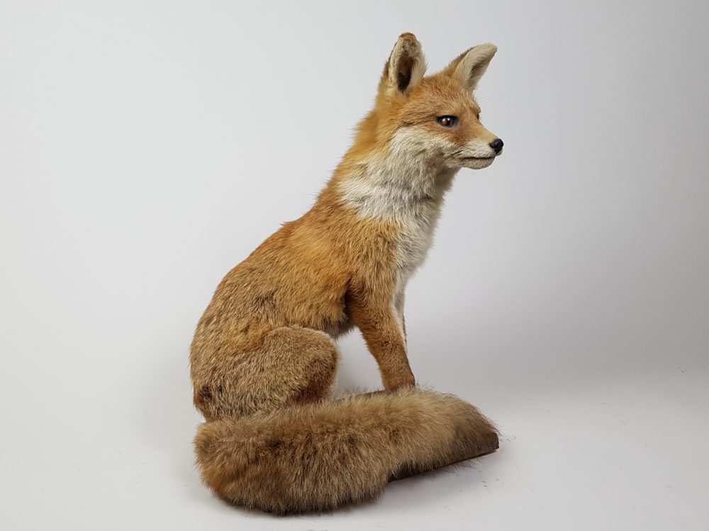 Antique taxidermy female Fox