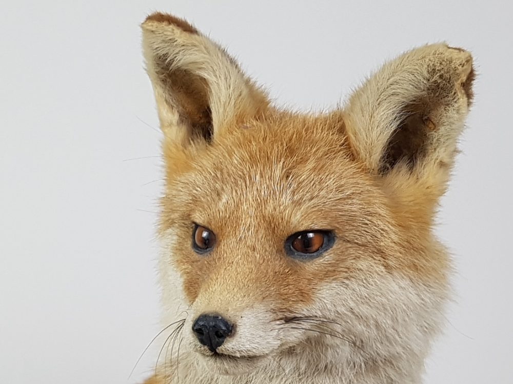 Antique taxidermy female Fox