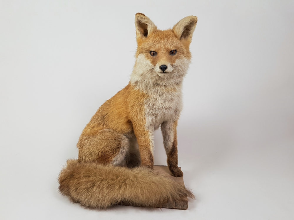 Antique taxidermy female Fox
