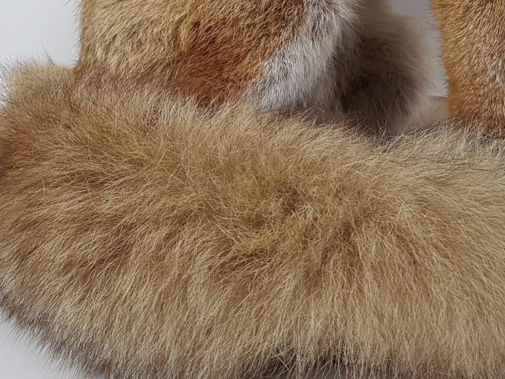 Antique taxidermy female Fox