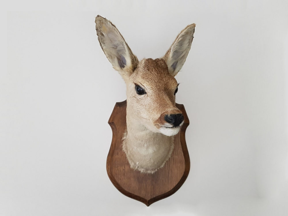 Antique taxidermy mounted Doe Head