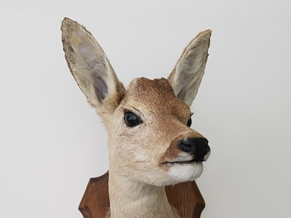 Antique taxidermy mounted Doe Head