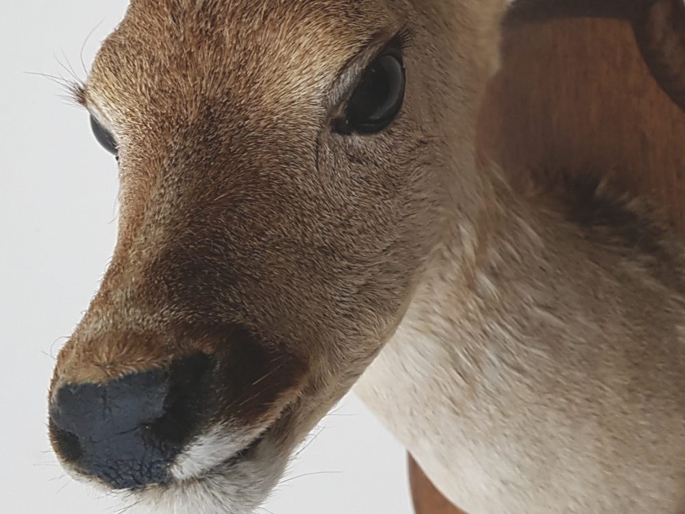 Antique taxidermy mounted Doe Head