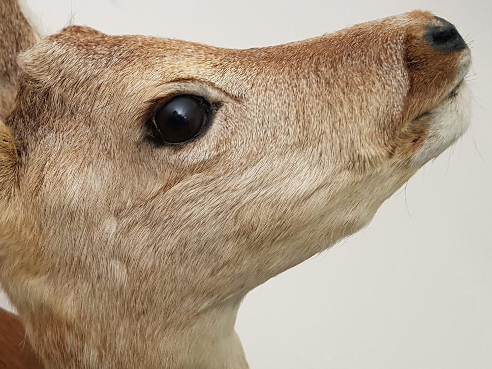 Antique taxidermy mounted Doe Head