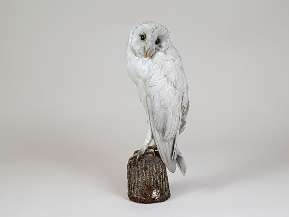 Antique taxidermy white Owl