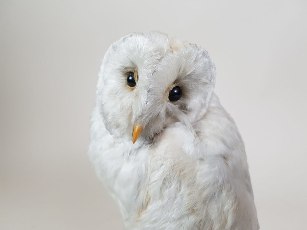 Antique taxidermy white Owl
