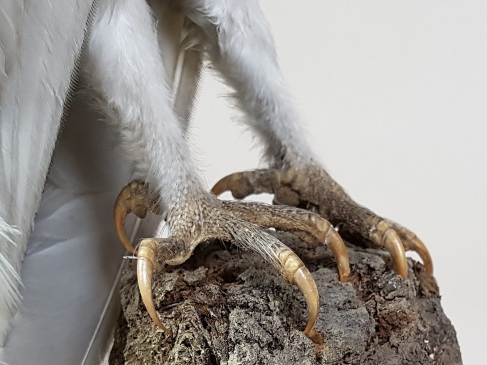 Antique taxidermy white Owl