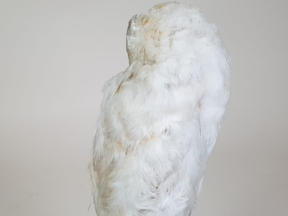 Antique taxidermy white Owl