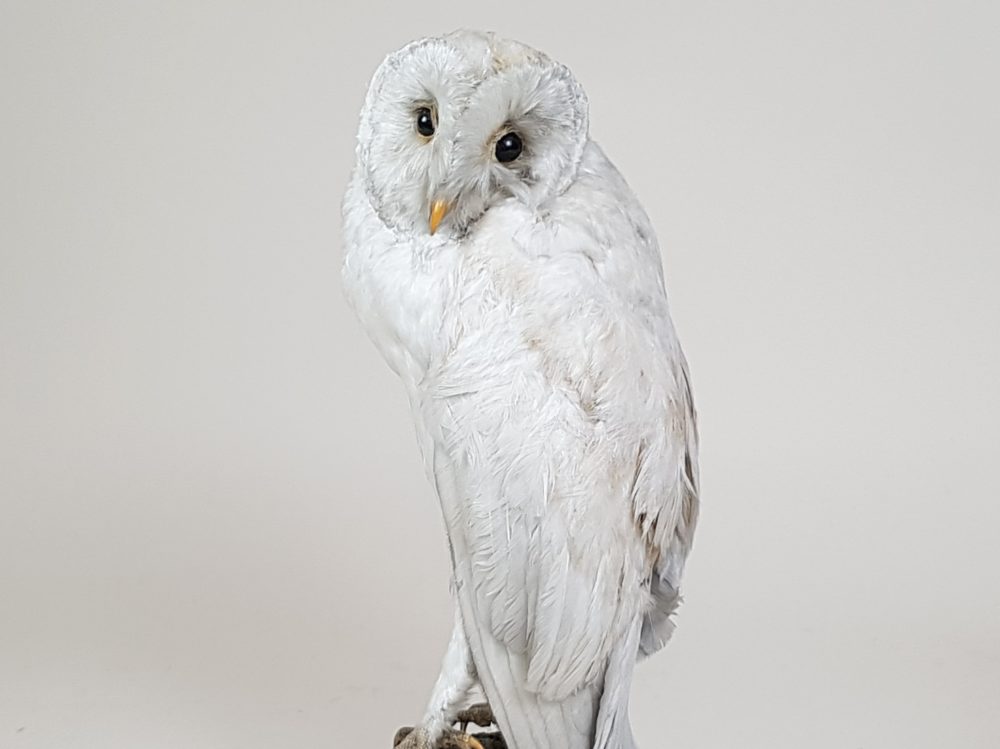 Antique taxidermy white Owl