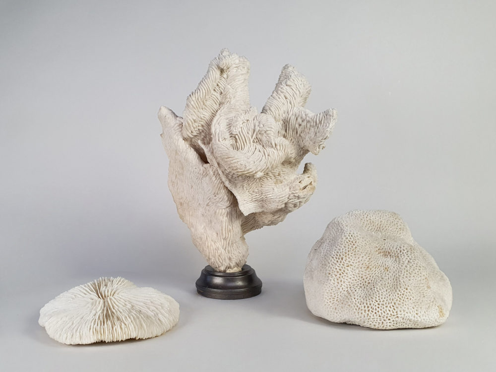 Collection of 3 antique white Corals