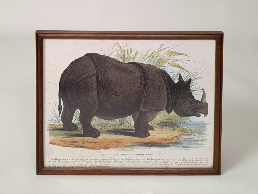 Decorative antique Rhinoceros Print 