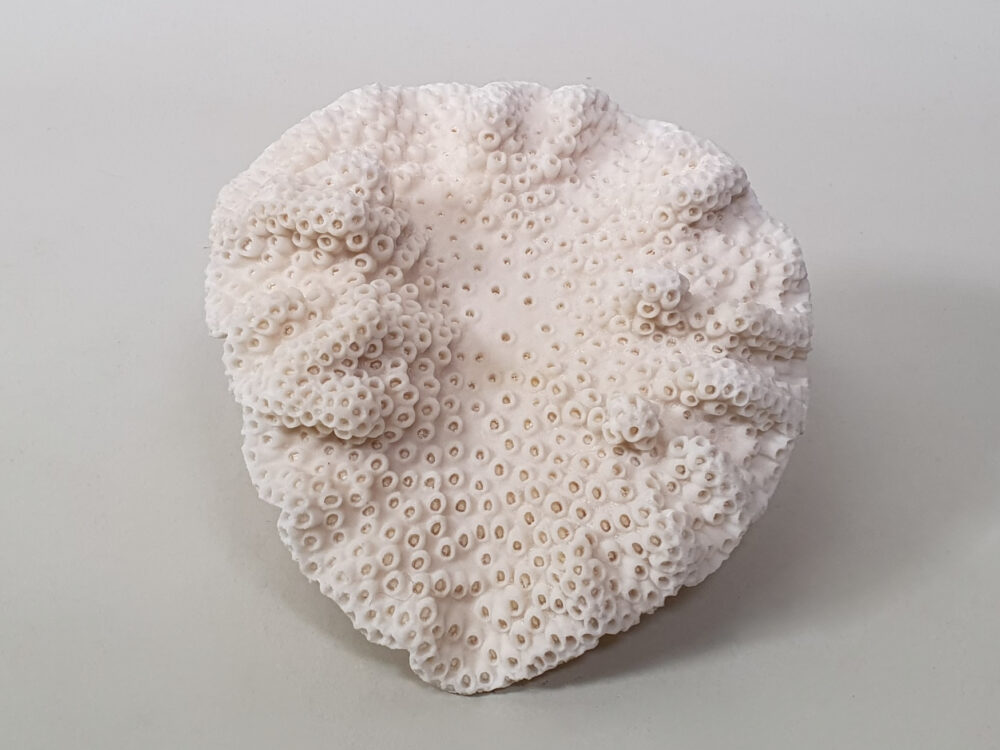 Decorative antique White Coral