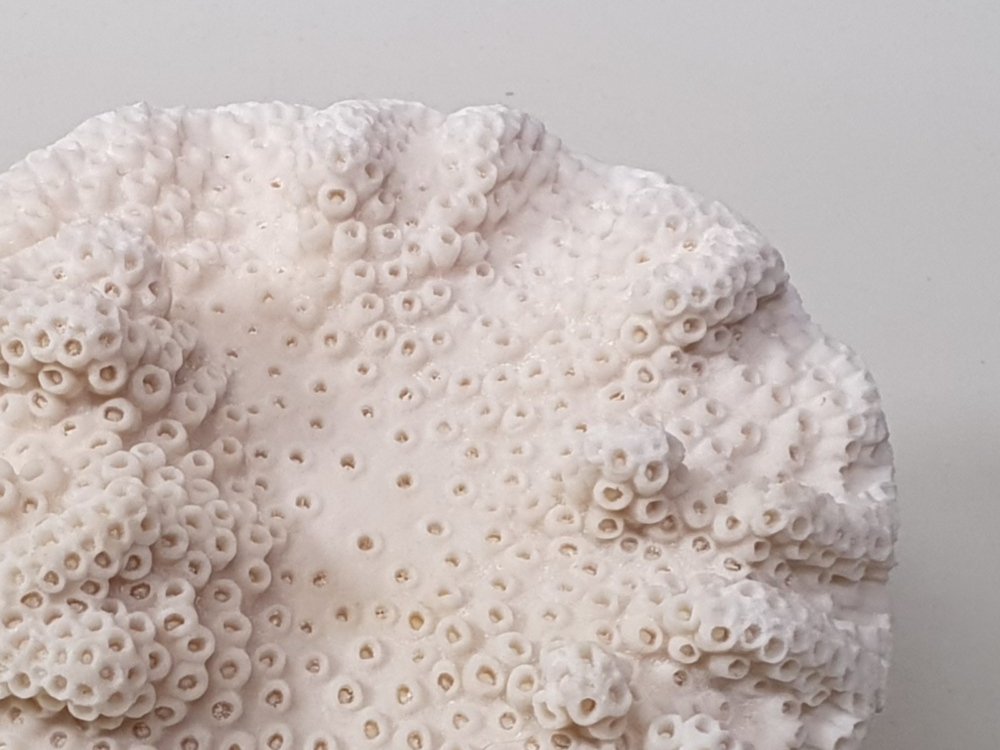 Decorative antique White Coral