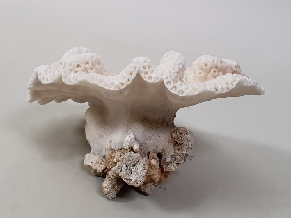 Decorative antique White Coral