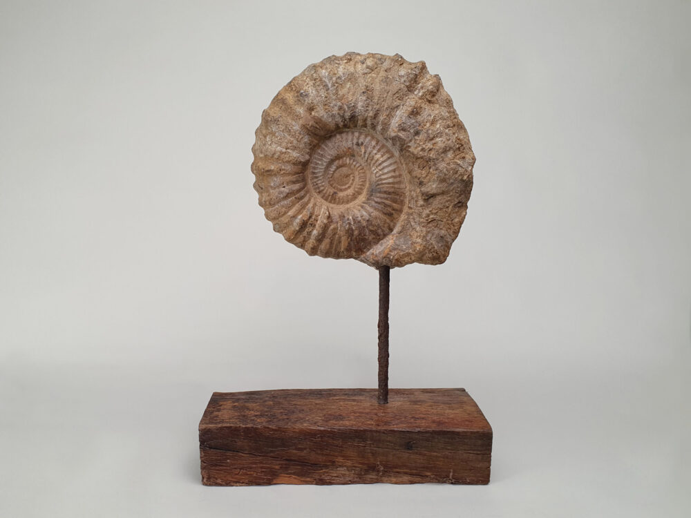 Large decorative antique mounted Ammonite Fossil (Kranaosphinctes)