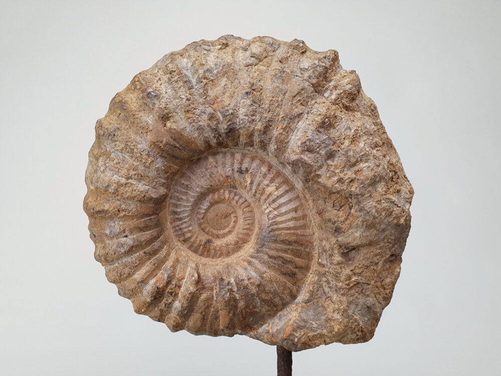 Large decorative antique mounted Ammonite Fossil (Kranaosphinctes)