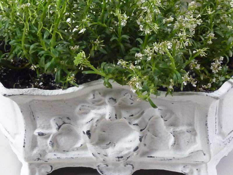 Petite Jardiniere