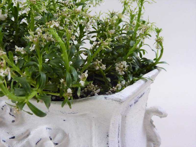 Petite Jardiniere