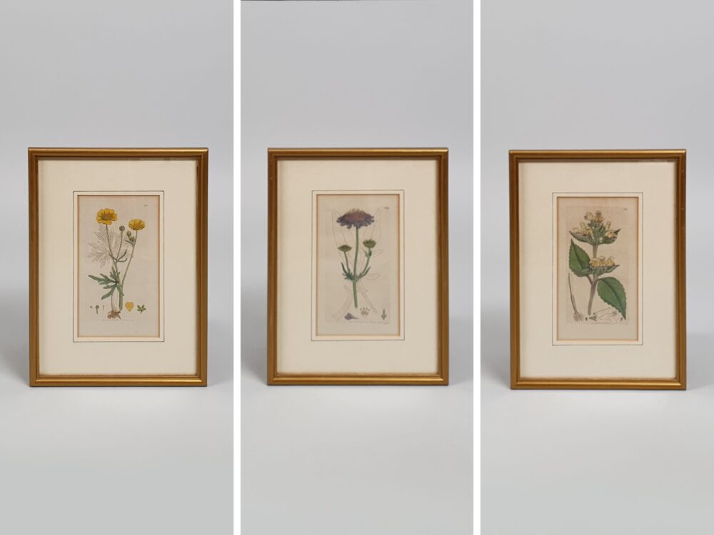 Set of 3 framed Victorian botanical prints by James Sowerby 