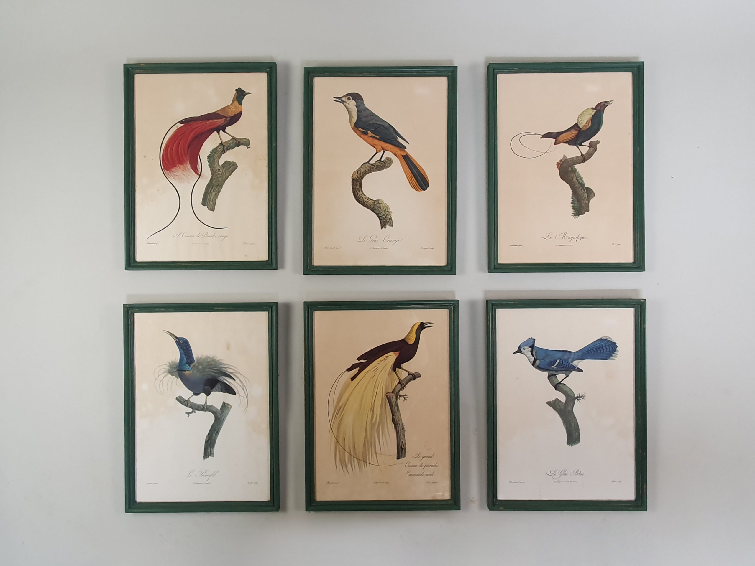 Set of 6 mid century French prints of Birds of Paradise, in vibrant green frames 