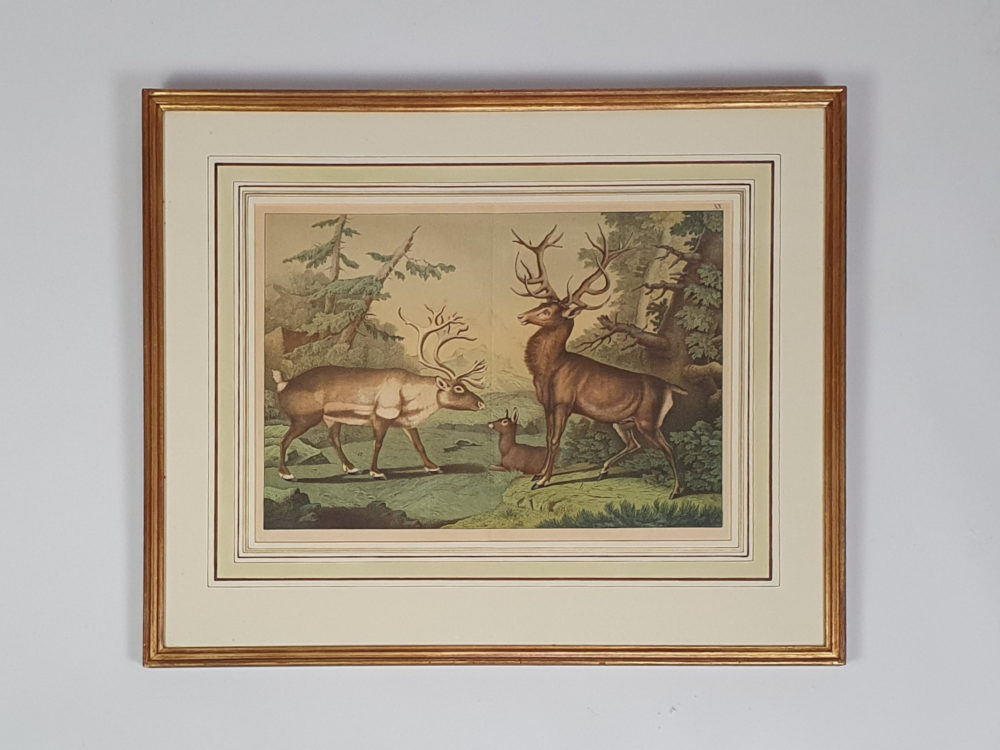Set of Four antique 19th century Zoological framed Prints 