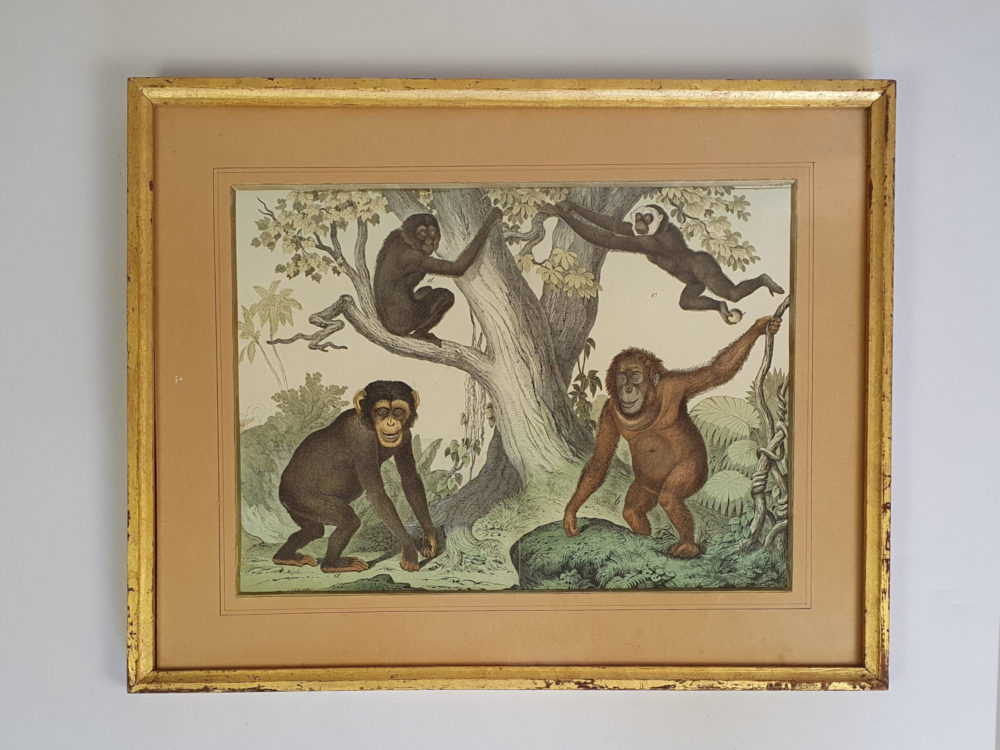 Set of Three antique 19th century Monkey and Ape framed Prints 