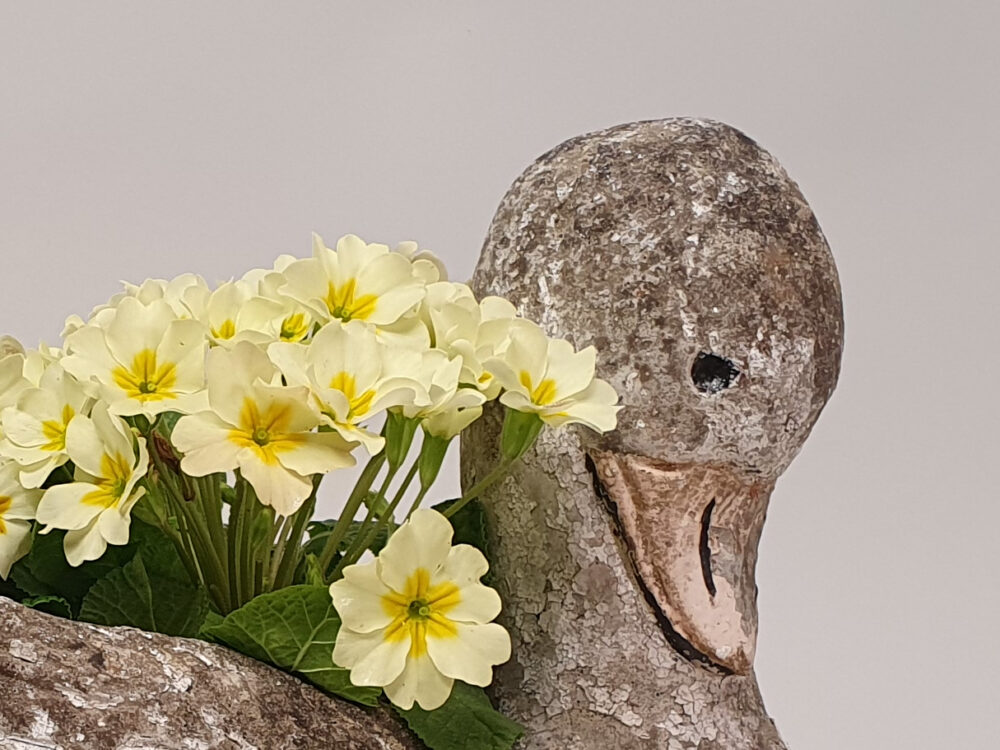 Swan antique Garden Planter and garden ornament