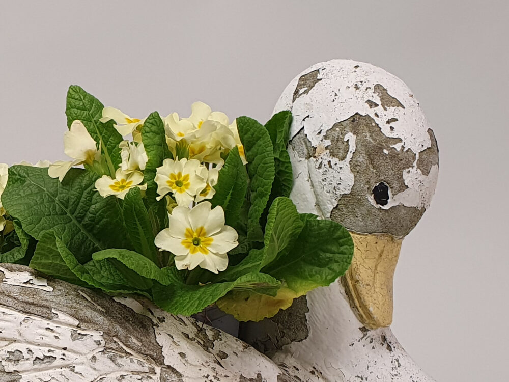 Swan antique Garden Planter and garden ornament