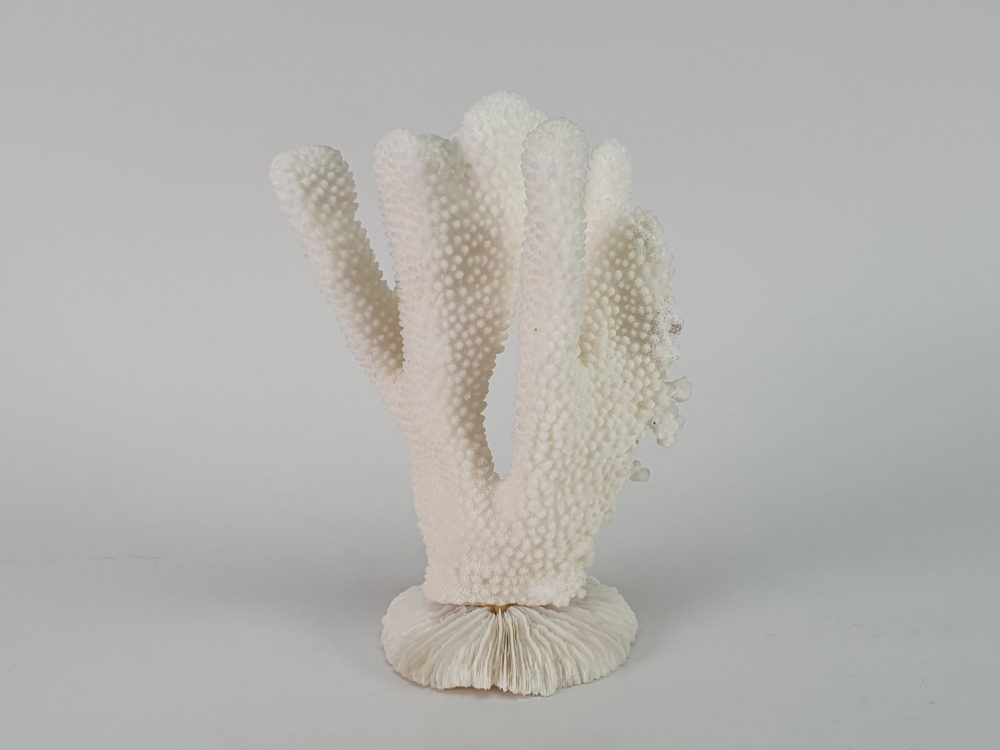 White Coral Sculpture