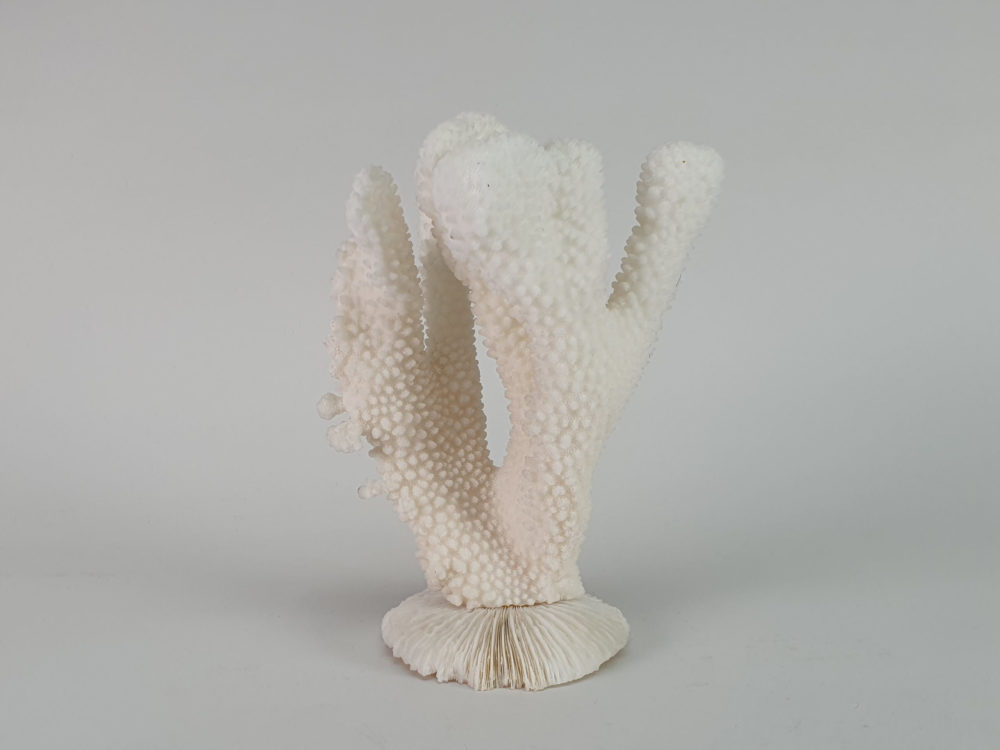 White Coral Sculpture