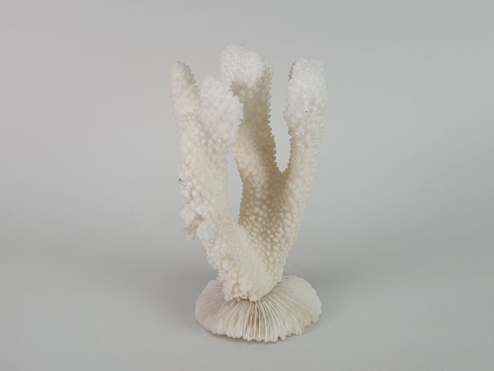 White Coral Sculpture