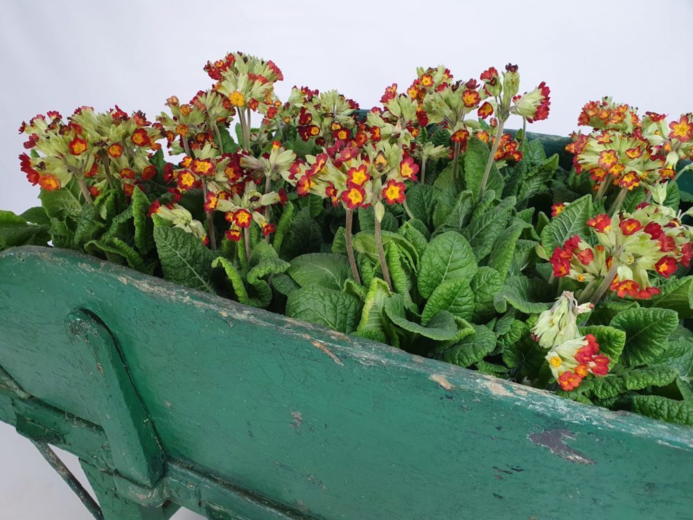 Antique garden wheelbarrow in original green paint